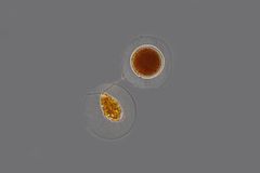 Haematococcus pluvialis-1-400x_K.jpg